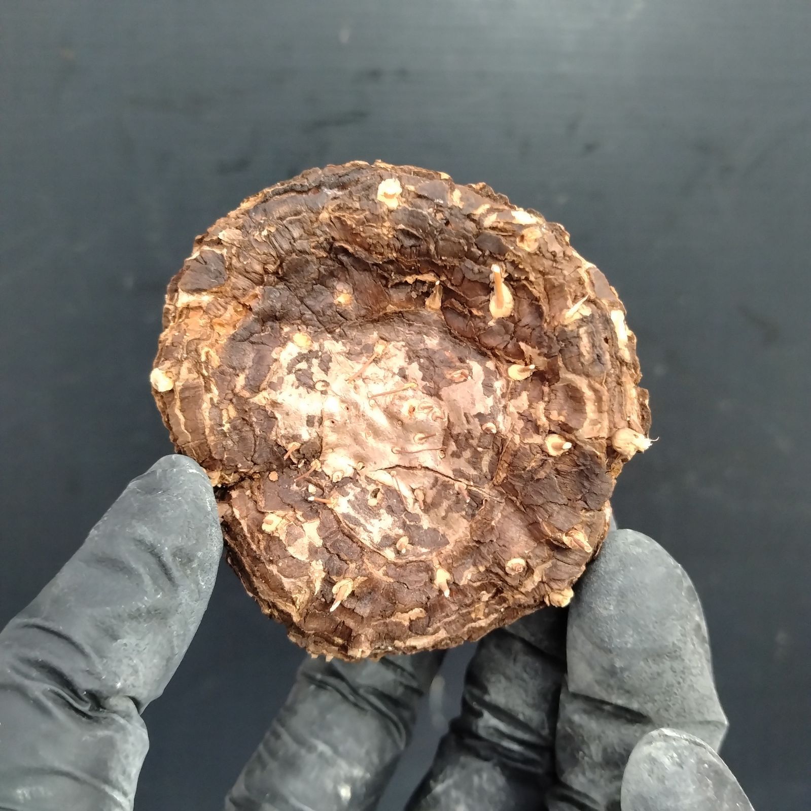 ユ*カ様 メキシコ亀甲竜（９Aラベル）　塊根植物　珍奇植物　ディオスコレア・メキ ユ*カ様 メキシコ亀甲竜（9Aラベル） 塊根植物 珍奇植物