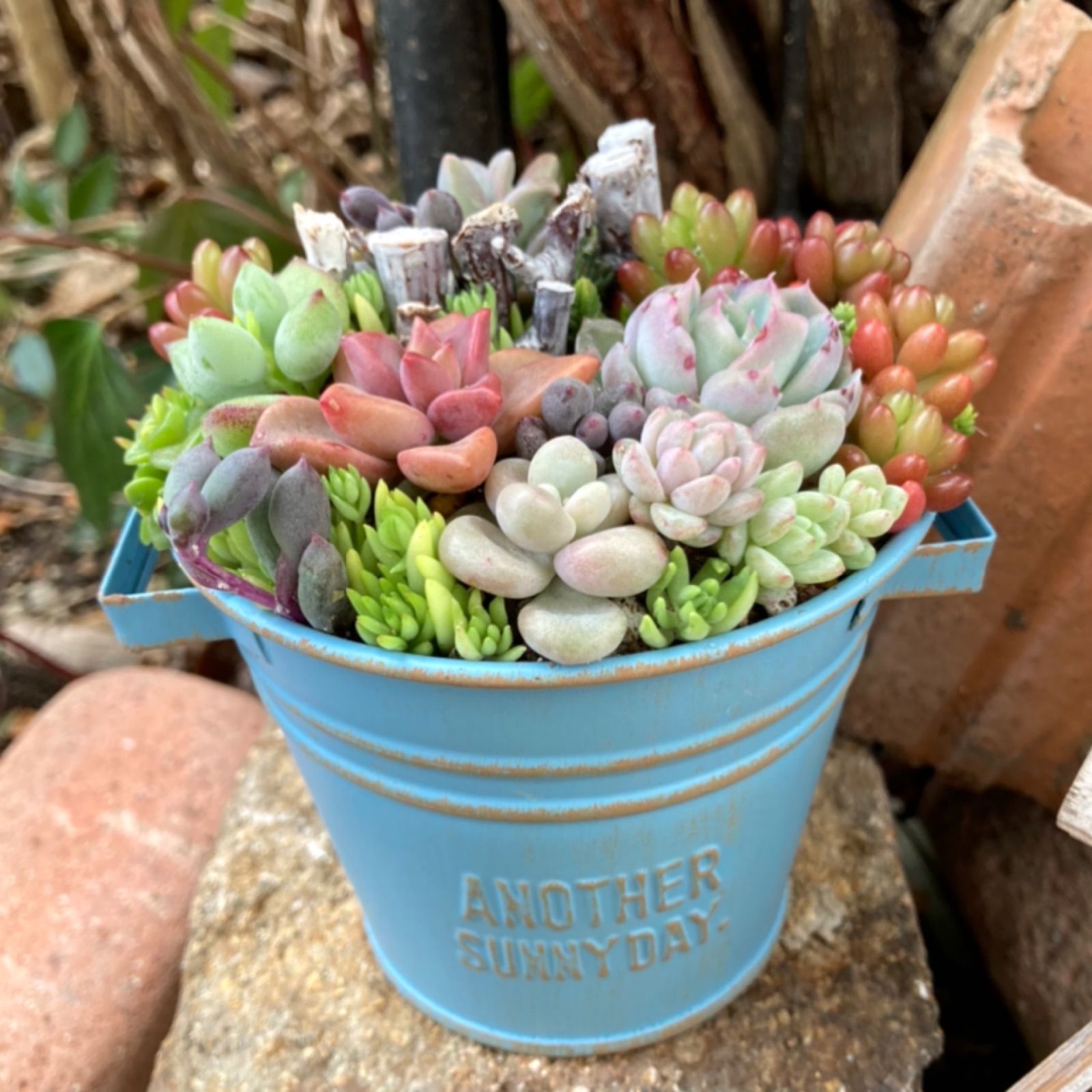 多肉植物寄せ植え そのまま飾れる カラーポット 多肉寄せ植え おうち