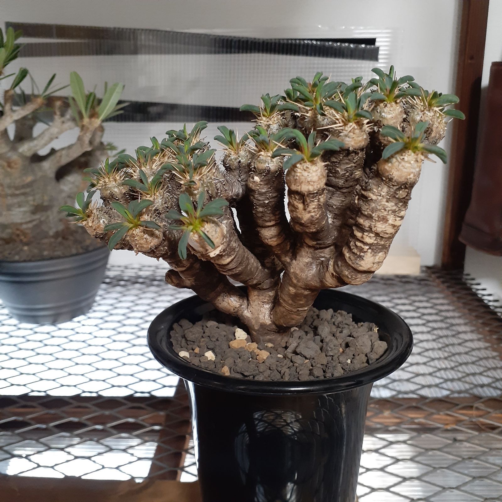 Euphorbia guillauminiana ギラウミニアナ 現地球 発根済-