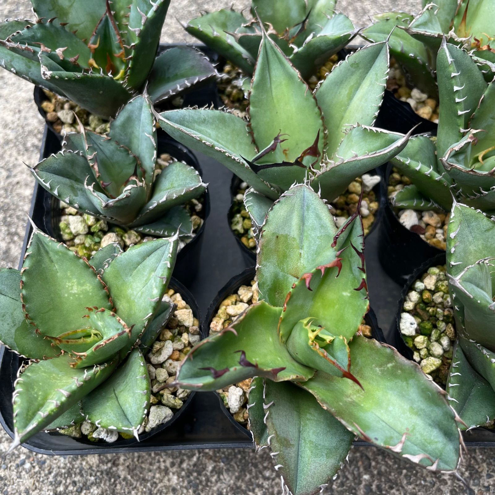 アガベ オテロイ 実生 12株セット アガベ オテロイ 実生 オテロイ実生