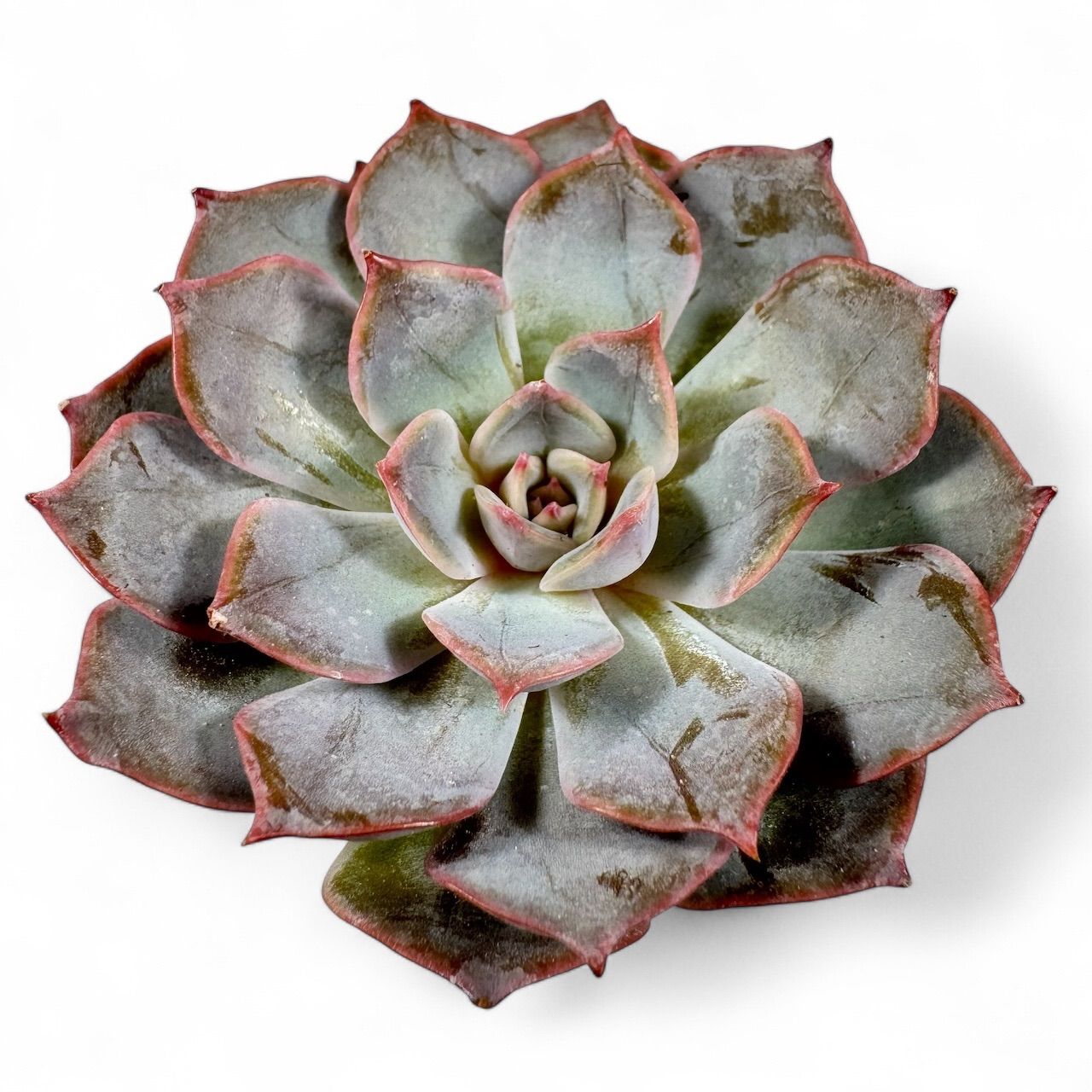 アールグレイ◎多肉植物 カット苗 韓国苗 エケベリア等 アールグレイ◎多肉植物 カット苗 韓国苗 エケベリア等