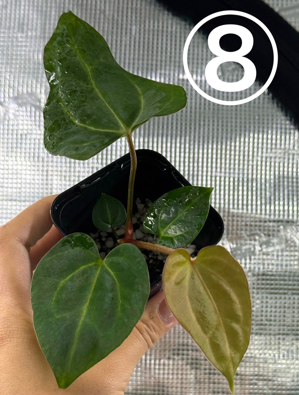 Anthurium Carlablackiae アンスリウムカーラブラッキアエ Anthurium Carlablackiae/アンスリウム カーラブラッキー⑩