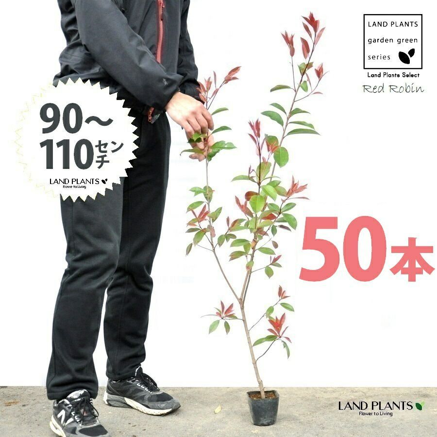 レッドロビン 3.5号 苗木 50本 高さ90～110cm 苗 苗木 苗ポット セイヨウカナメ カナメモチ 生垣
