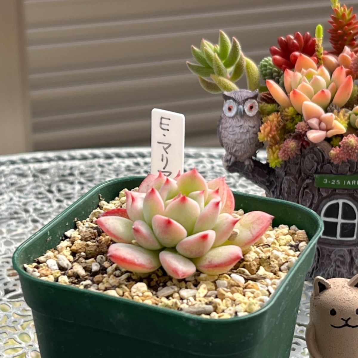多肉植物 マリア 抜き苗 多肉 | www.ankuramindia.com
