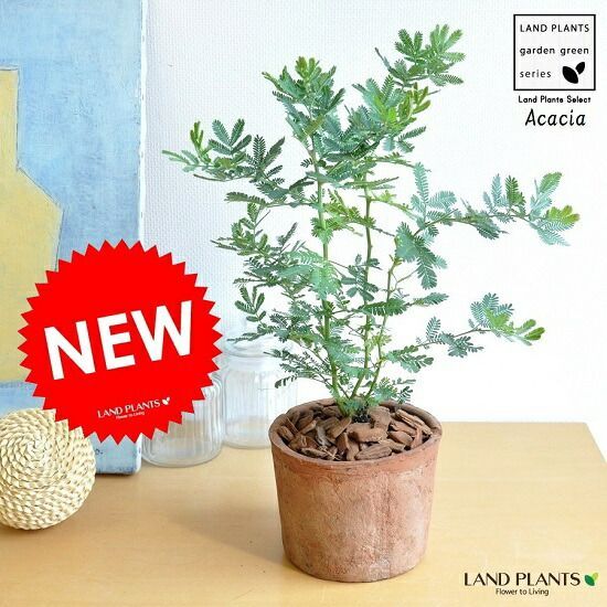 工場 発根済み オールド オベサ 群生 ユーフォルビア 木質化 陶器鉢の