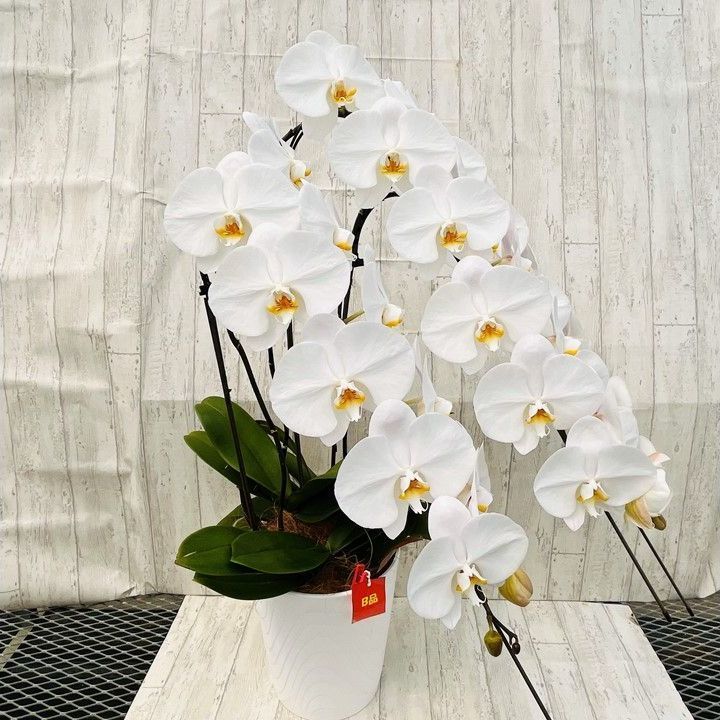 大輪胡蝶蘭白３本立|花びらに黒い斑点 傷あり