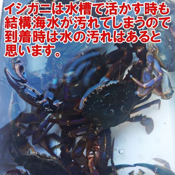 海水ごと輸送】生出荷！食用イシガニ 石蟹２kg 活状態での梱包 松島牡蠣屋 漁師の店長自ら漁獲です！目安：２ｋｇで20杯程度 配送地域限定「海水あり石蟹  ２ｋｇ」活カニ 活蟹 生蟹 生カニ 活かに 生かに - メルカリ