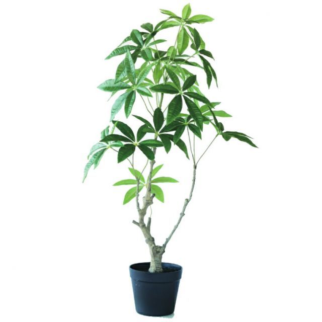 耐寒性強！渦巻きアロエ ポリフィラ特大◇南国ドライガーデン多肉