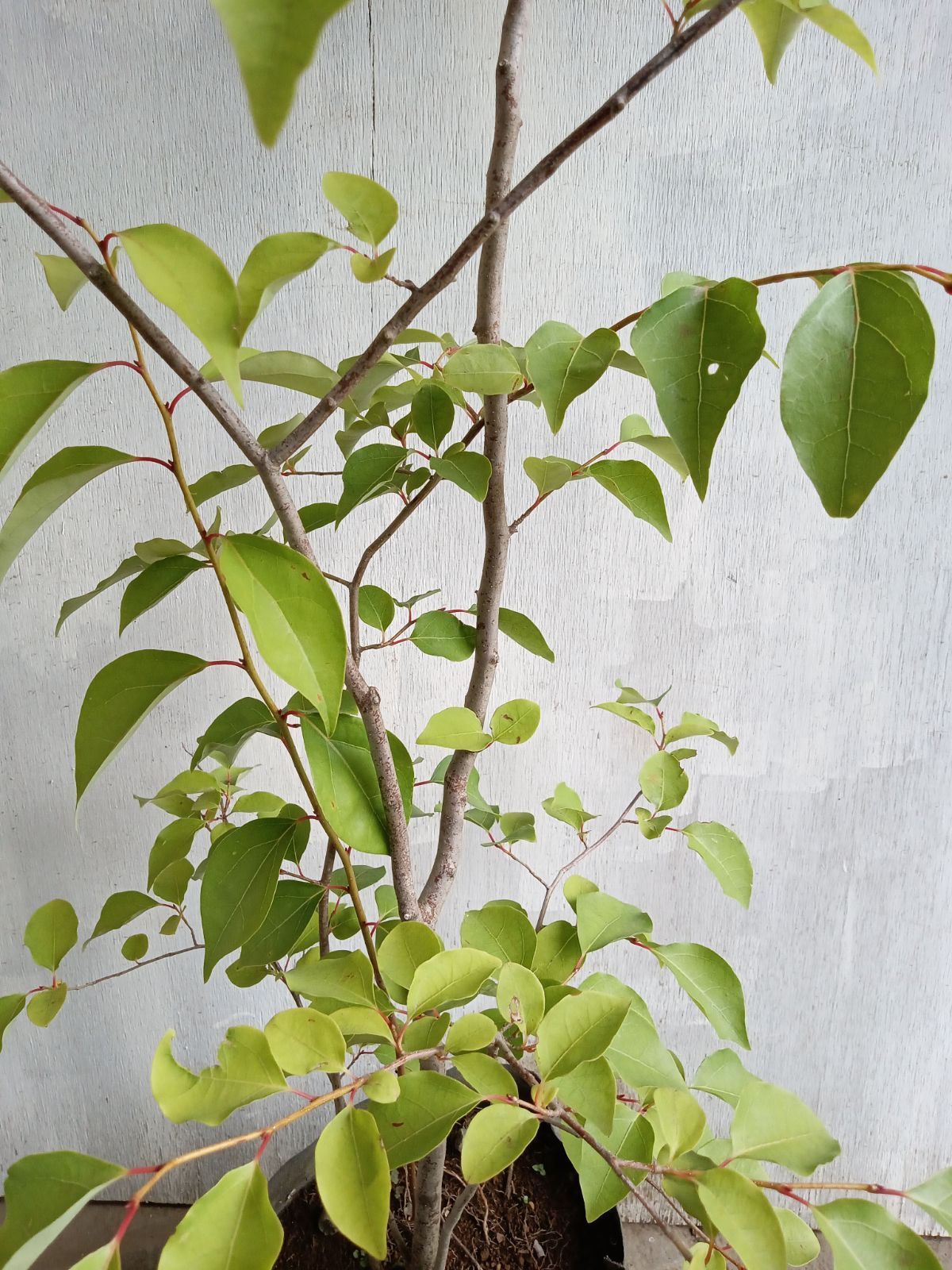 アブラチャン株立ち