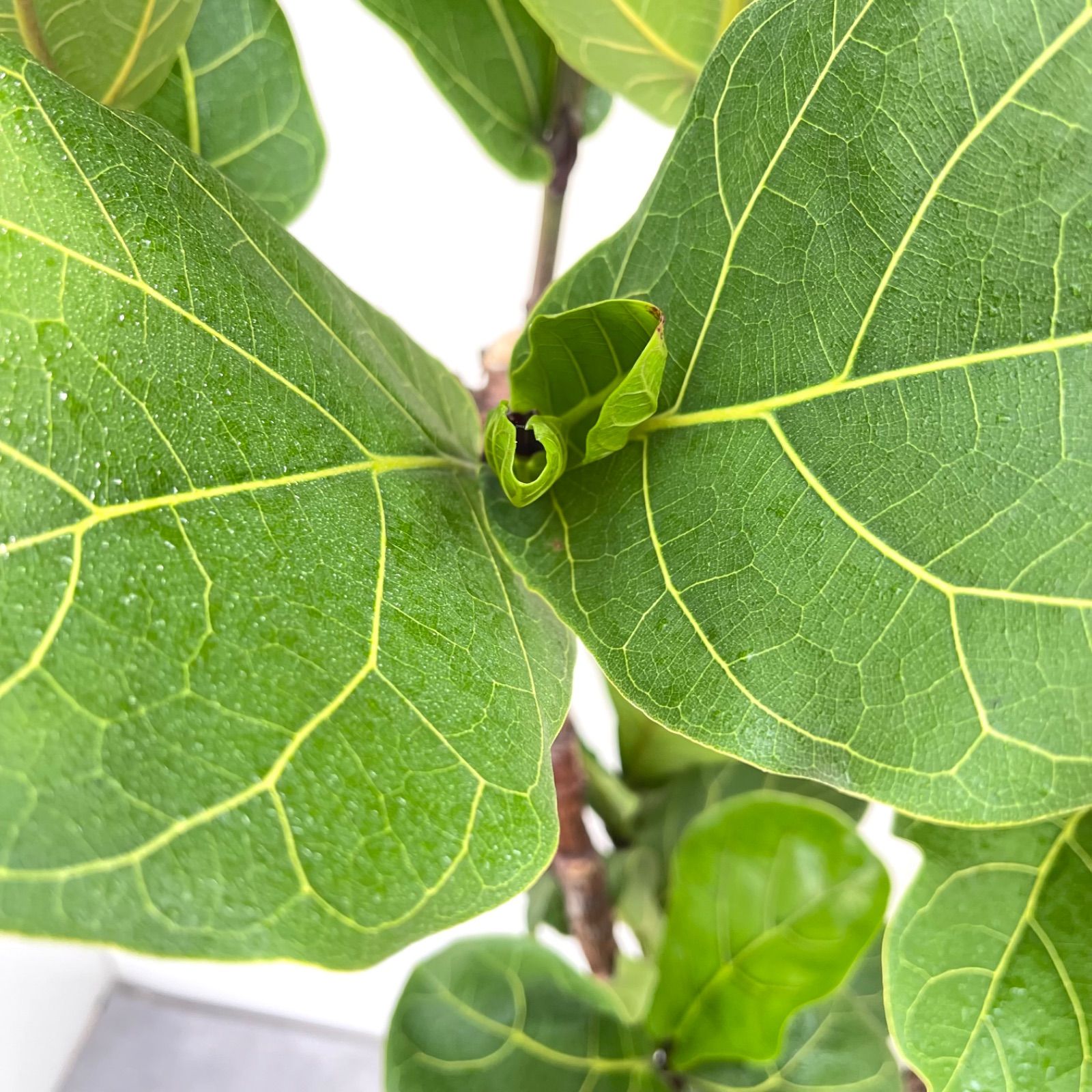 現品］※売約済※ 法人価格 6番 カシワバゴムの木 フィカス リラータ