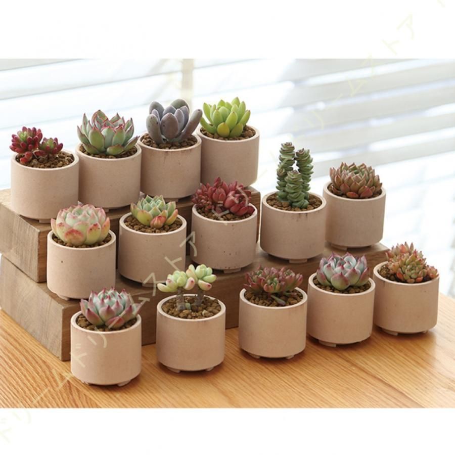 植木鉢 多肉植物 陶器鉢 素焼き鉢 サボテン ミニ植木鉢 フラワーポット