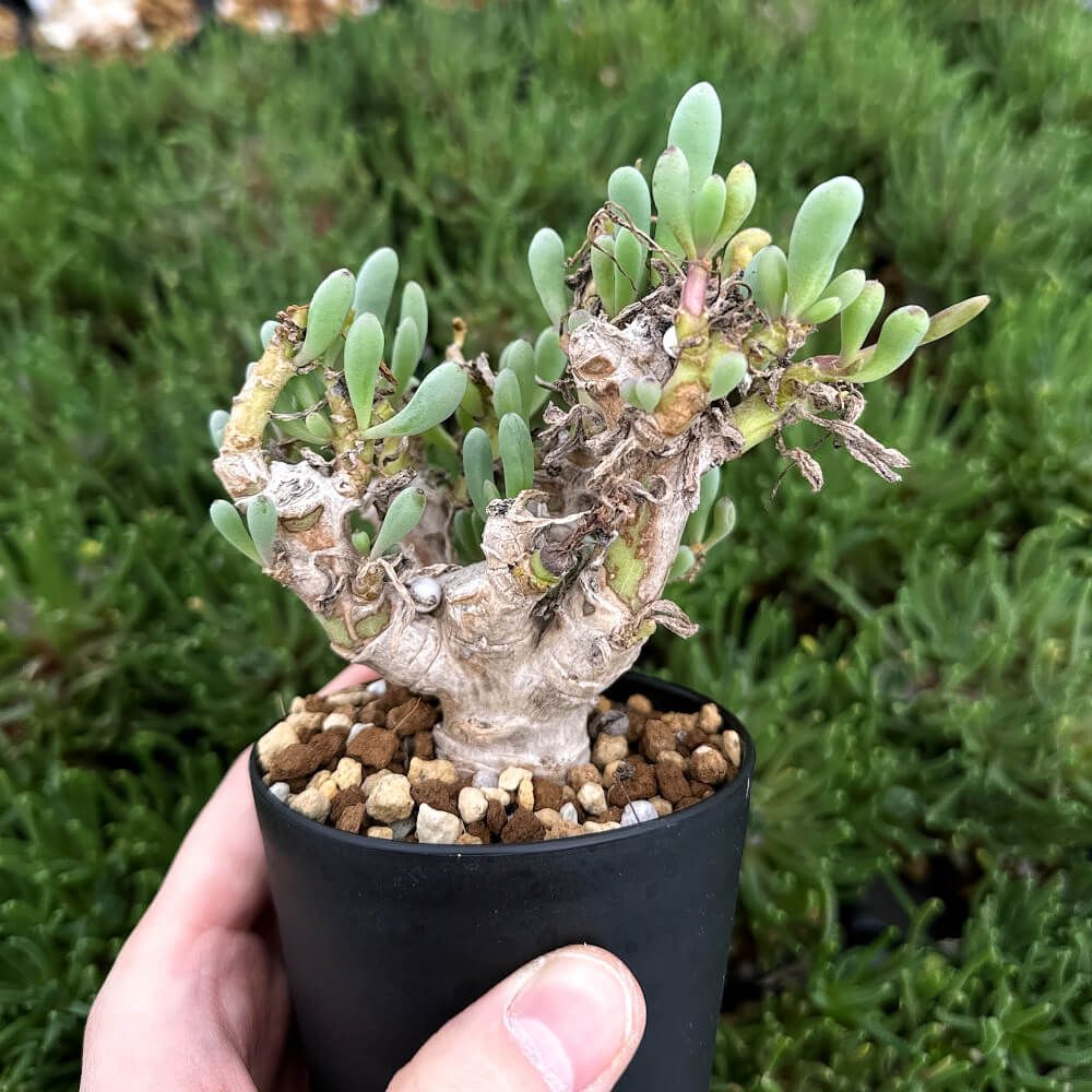 オトンナ クラビフォリア