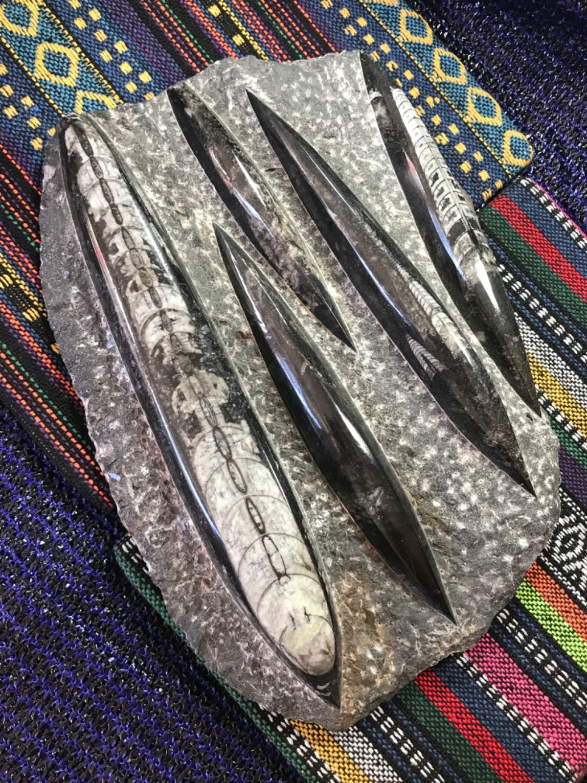 直角石 モロッコ・ブーティシュラ山産 化石 直角石 モロッコ産