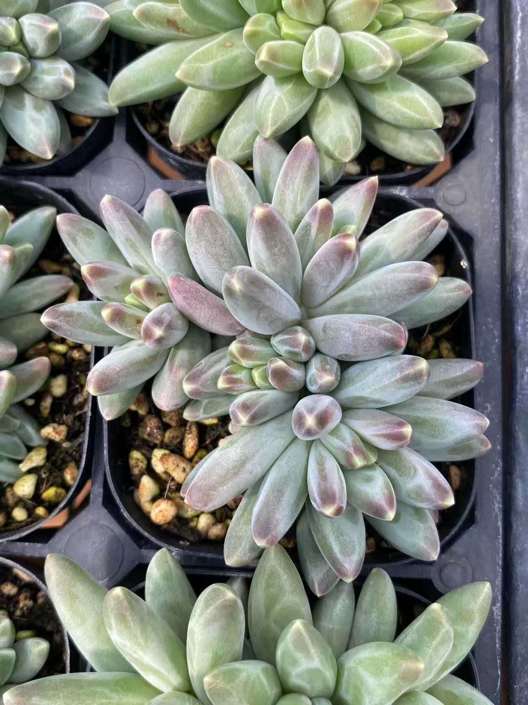 【18株の抜き苗セット】イカロス群生 多肉植物 佐川急便発送 エケベリア 韓国苗 MY353