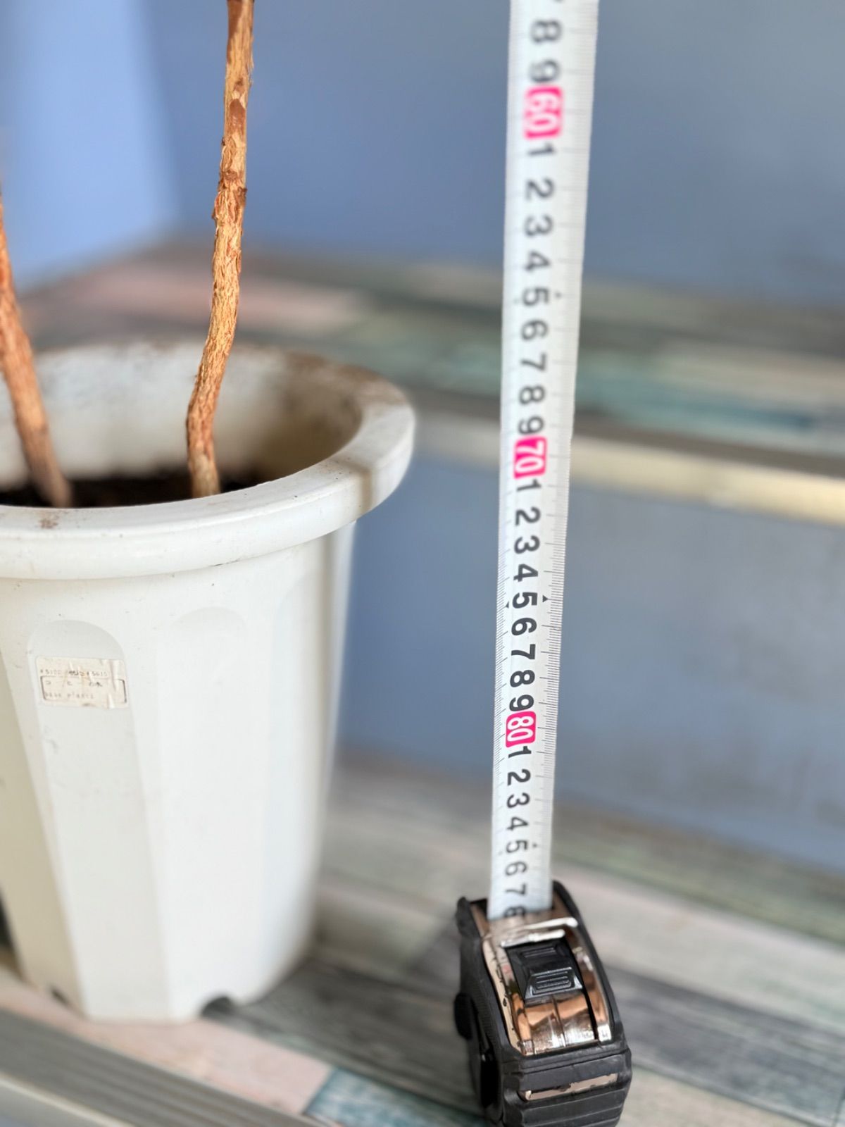 コーヒーの木 - メルカリ