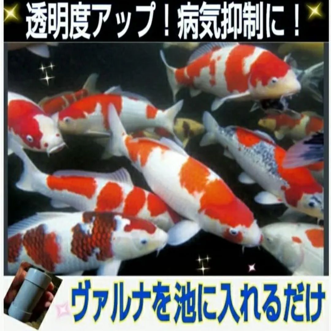 池の透明度が抜群に【ヴァルナ池用】病原菌や感染症など有害物質を強力