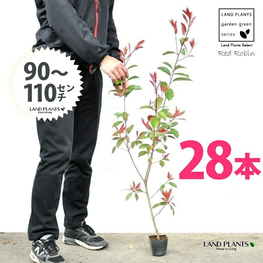 レッドロビン 3.5号 苗木 28本 高さ90～110cm 苗 苗木 苗ポット セイヨウカナメ カナメモチ 生垣