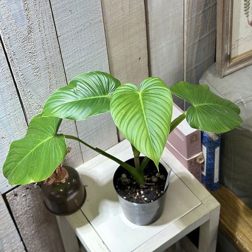 観葉植物 フィロデンドロン Philodendron alatiundulatum 3.5号