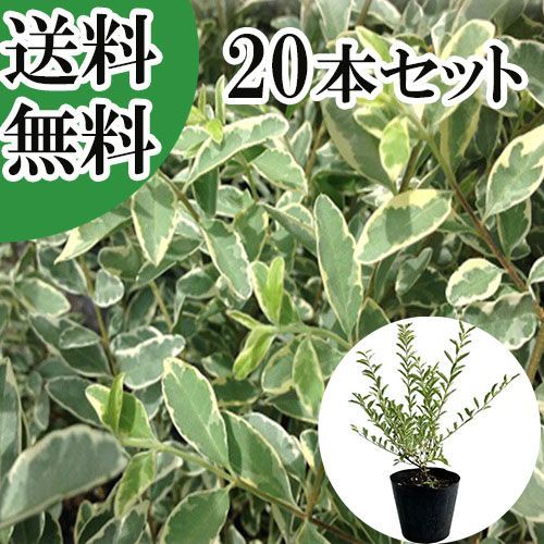 【20本セット】シルバープリペット樹高0.5m前後15cmポット