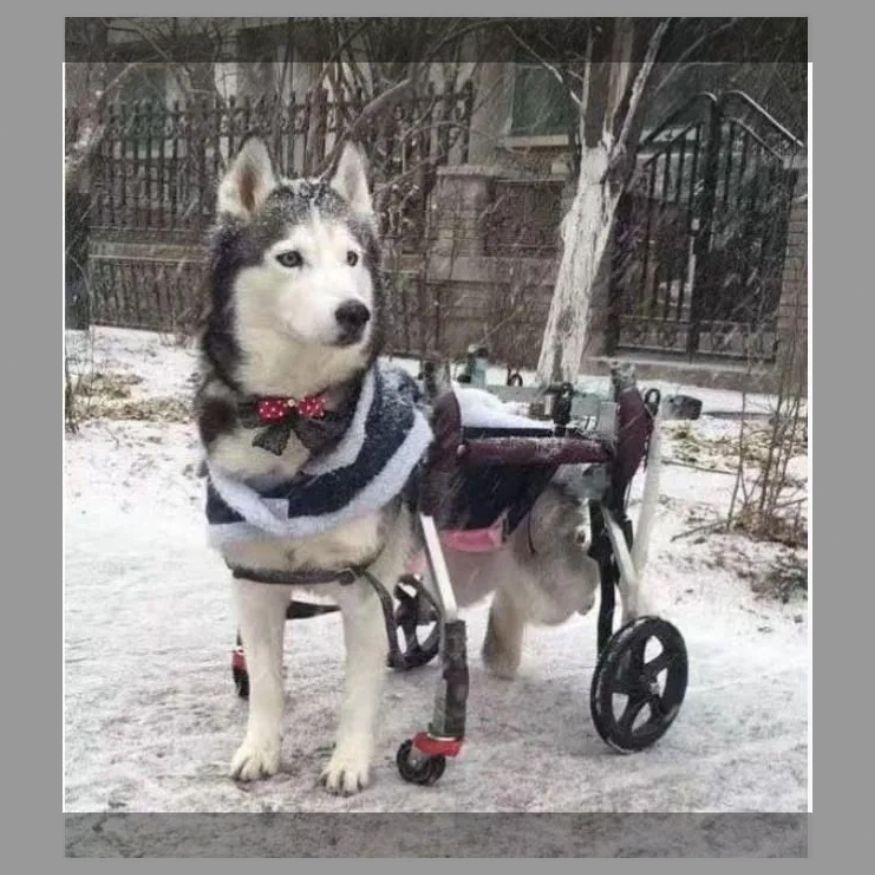 大型犬用犬用車椅子障害者用動物前肢後肢パワーカート4輪犬用車椅子調節 な高齢犬用スクーターブルドッグ 羊飼いなどXL20-75kg調節 STEELWINDOWSANDDOORS_COM