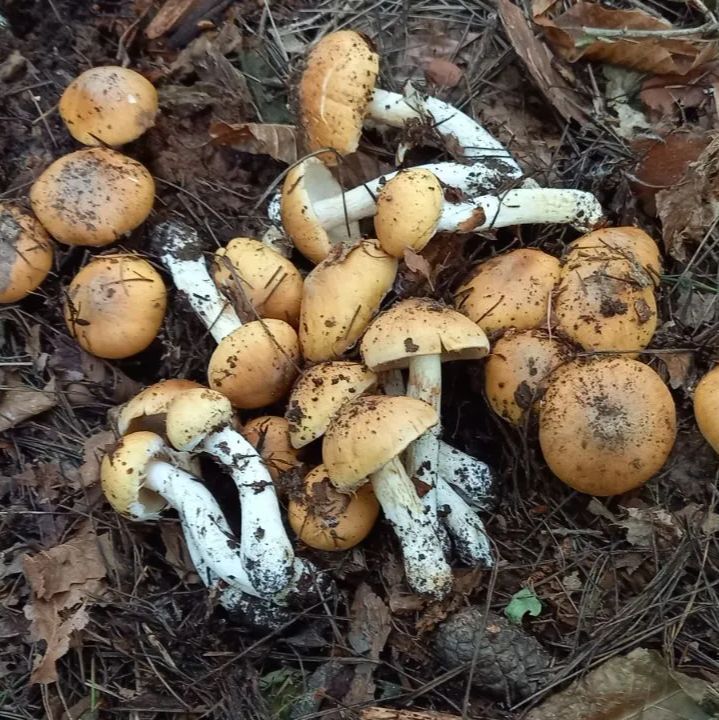 天然きのこ118　クリフウセンタケ1.2kg