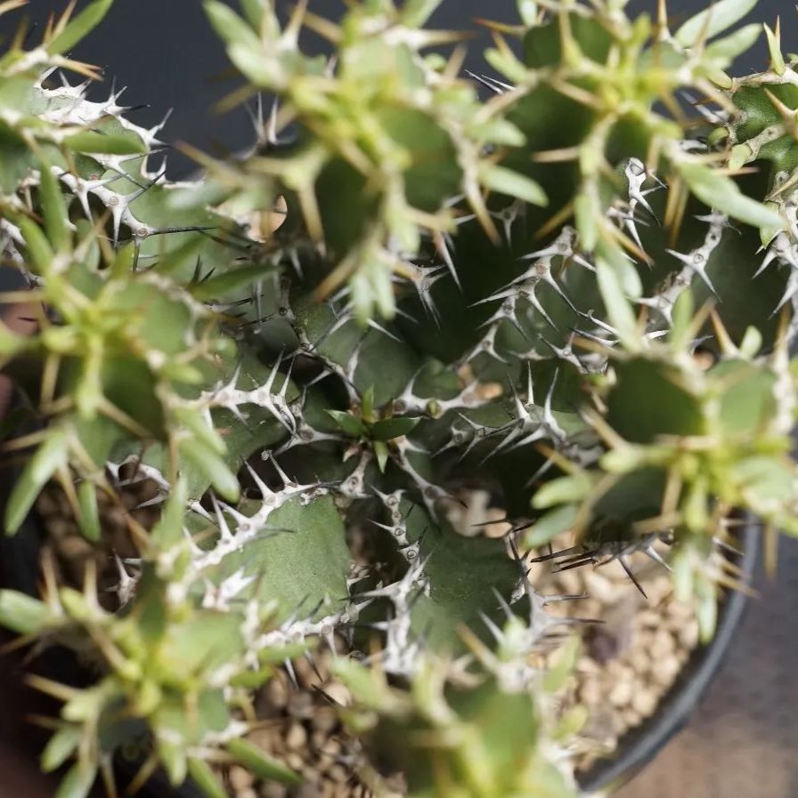 Euphorbia graniticola