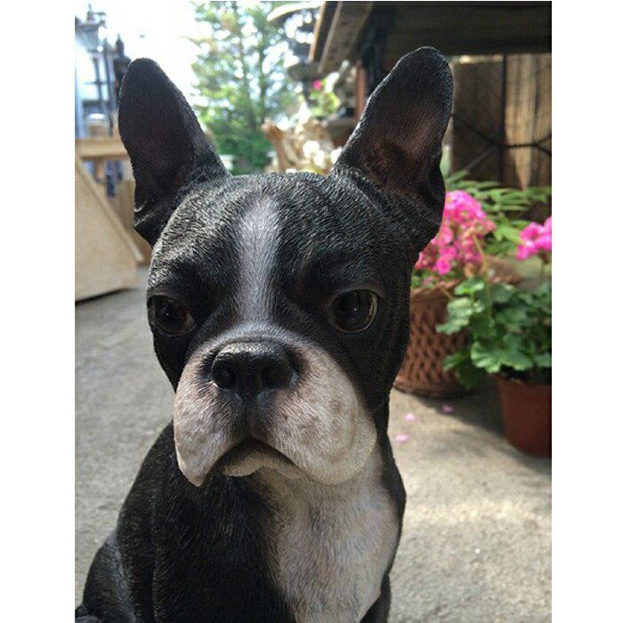 ミニチュア ボストンテリア（Boston Terrier） 犬の置物・オブジェ
