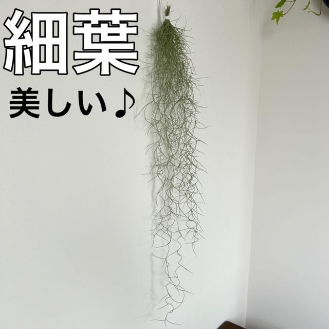 細葉4】ウスネオイデス スパニッシュモス エアープランツ 観葉植物