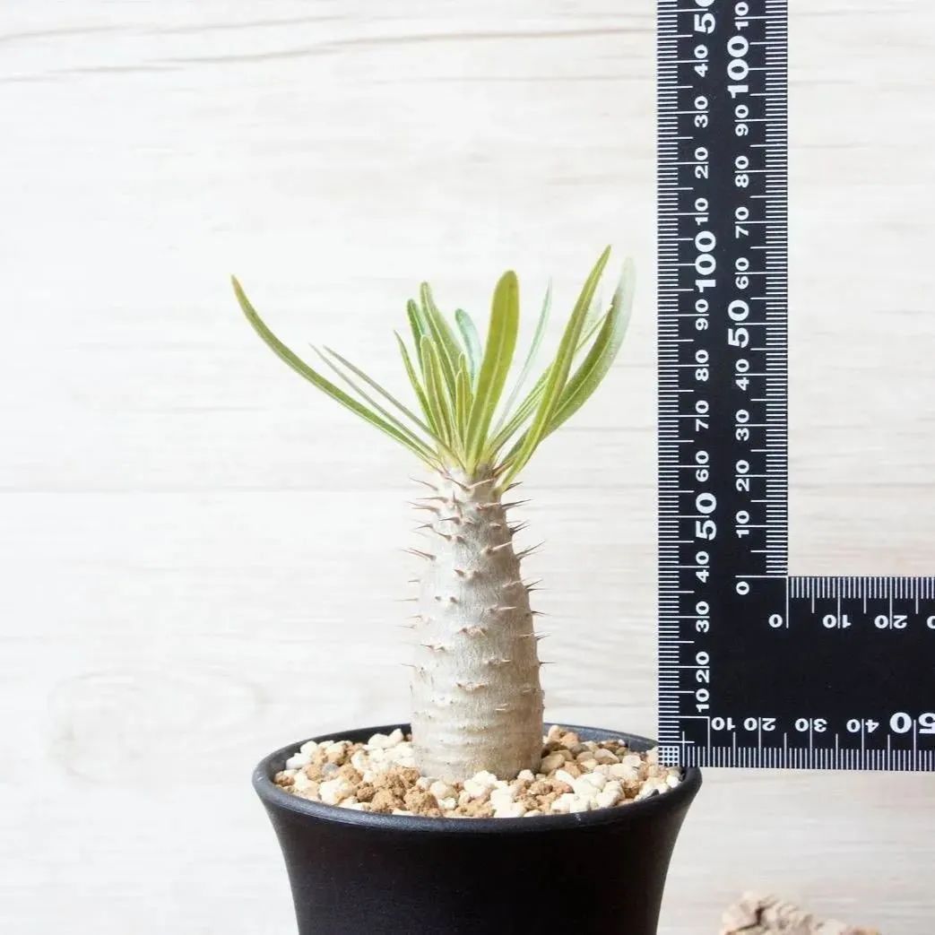 お買い得品 パキポディウムグラキリス 楽天市場】コーデックス