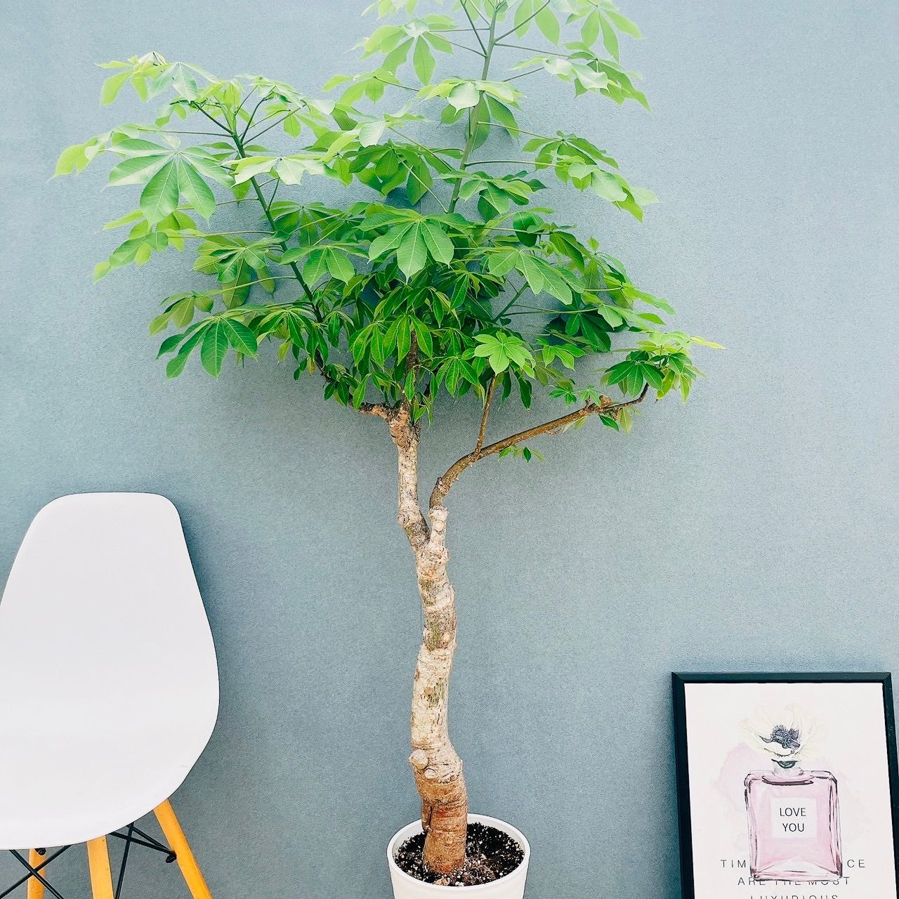 現品　トックリキワタ　南米桜　幹上がり　根上がり　特大　インテリア　観葉植物 現品 トックリキワタ 南米桜 幹上がり 根上がり 特大 インテリア