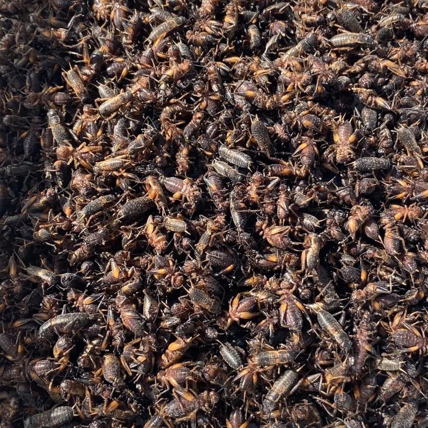 明日着く 冷凍コオロギ SSサイズ10g 5mm前後