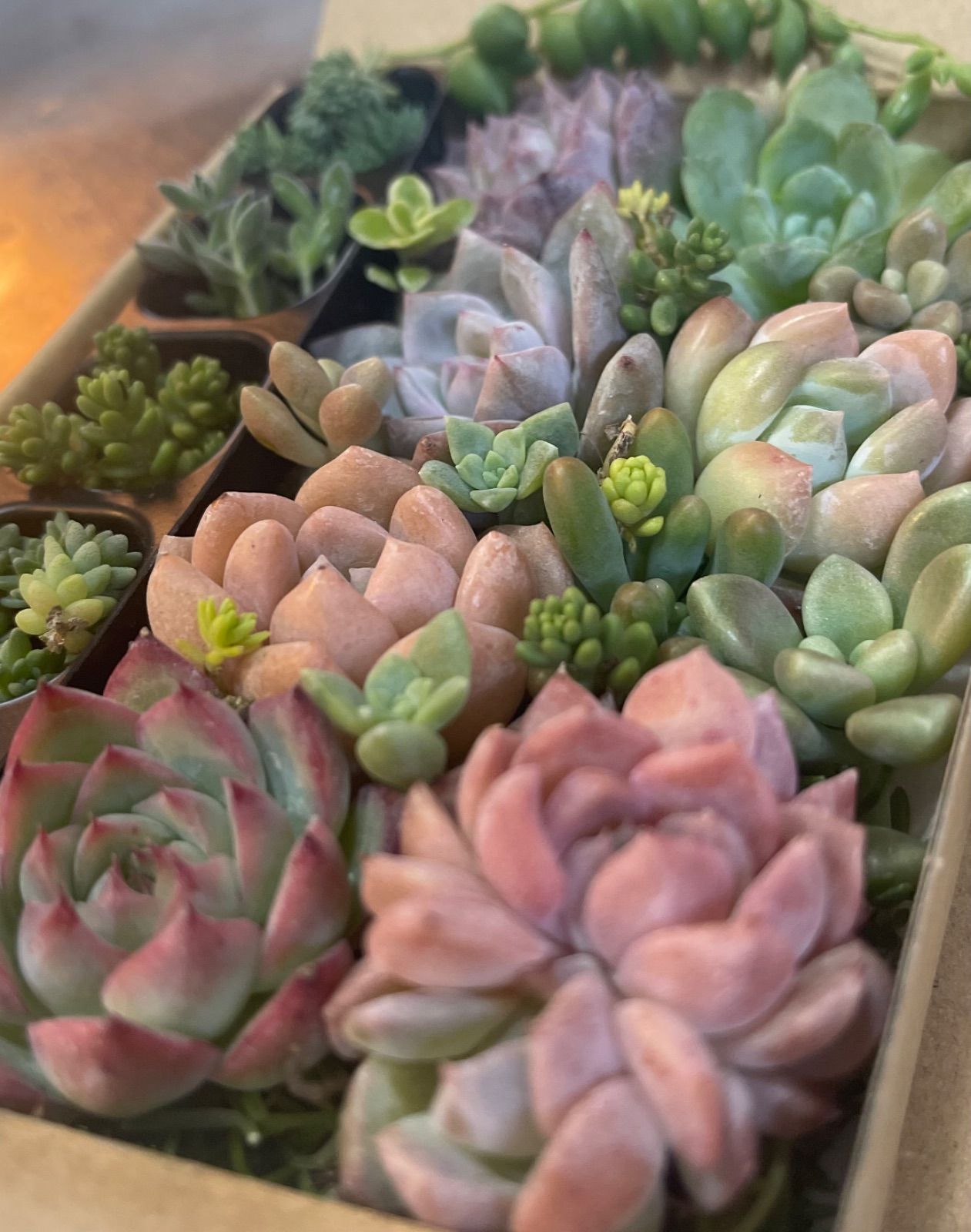 多肉植物 多肉植物詰め合わせセット 寄せ植えセット セダム エケベリア