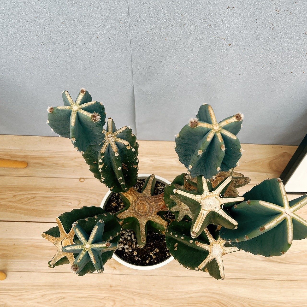 卸売 ［現品］52番 柱サボテン 鬼面角 ブランチ 8号 観葉植物 室内