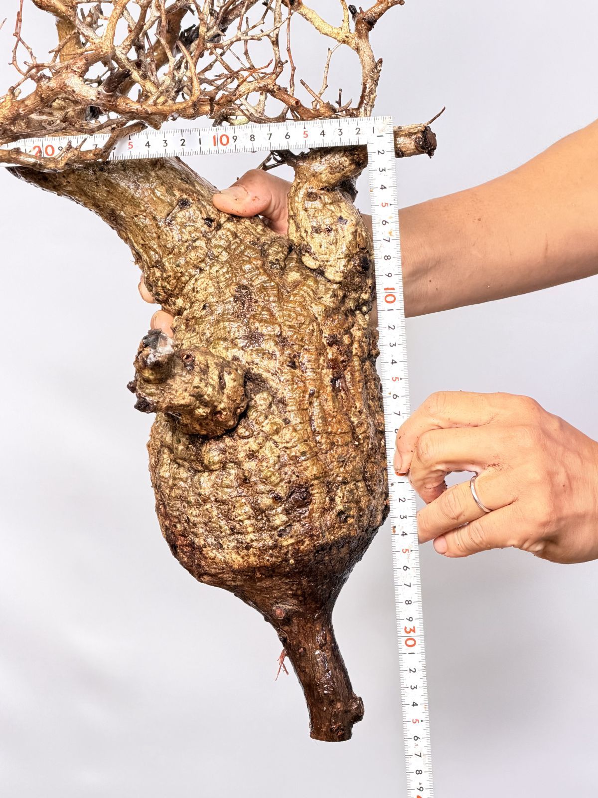 パキプス ベアルート株