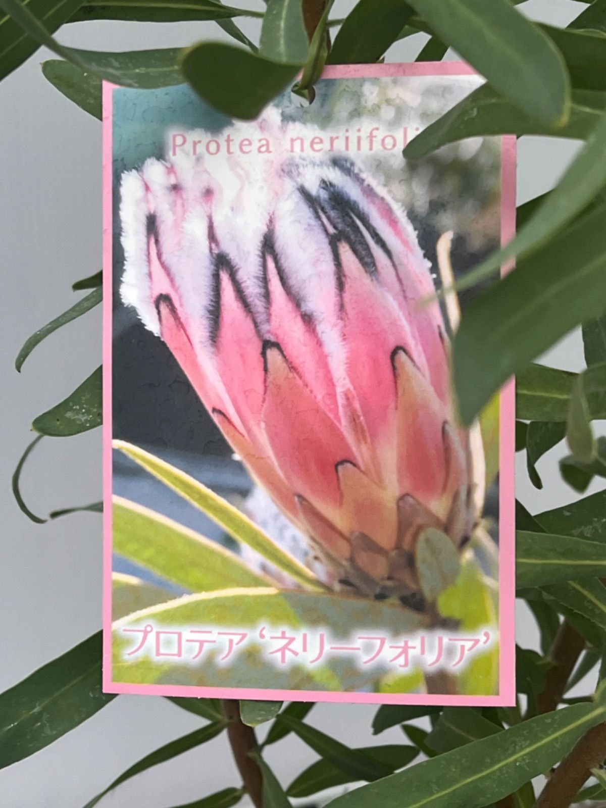 花芽付き♡プロテア ネリーフォリア 鉢植え 苗 オージープランツ