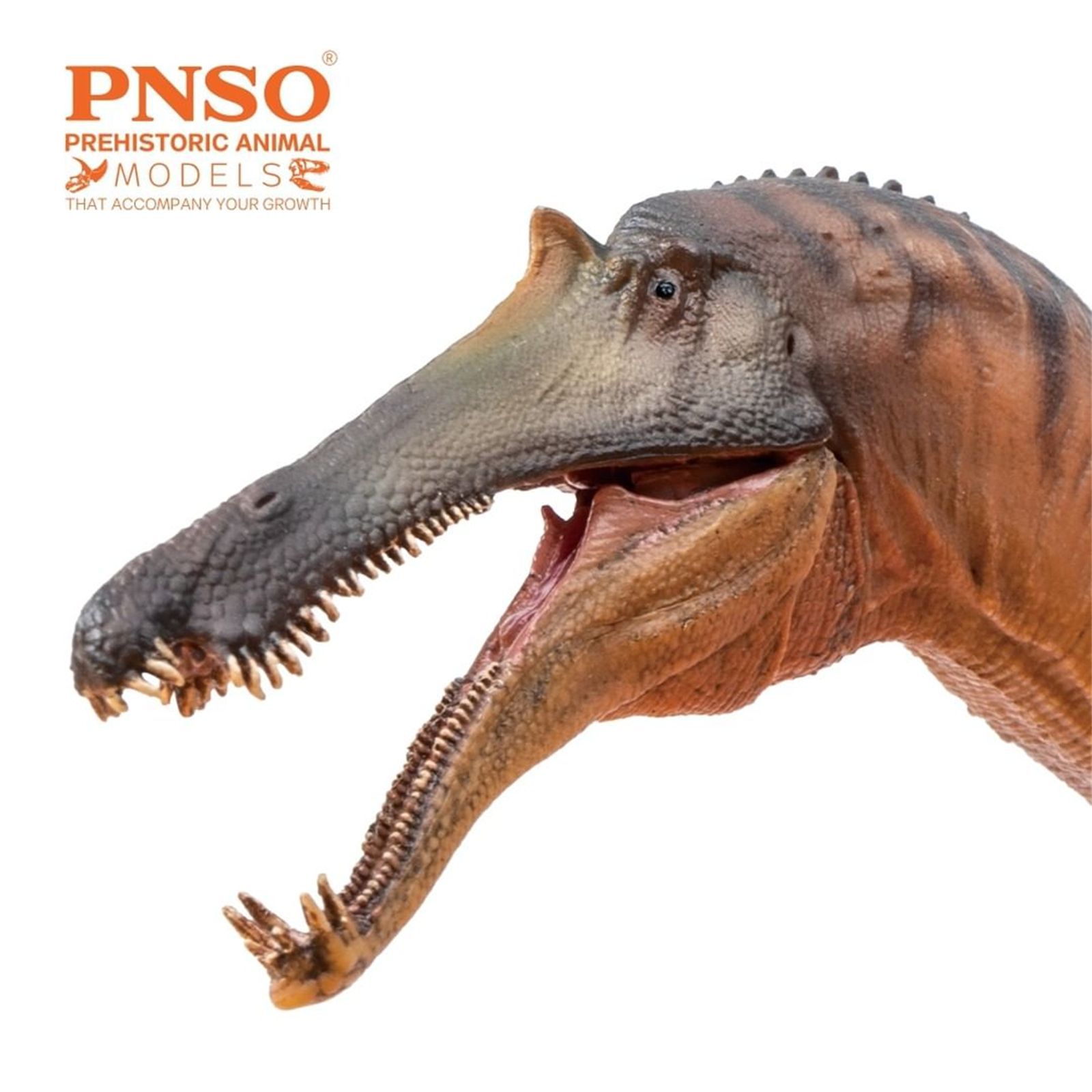 PNSO 成長シリーズ 66 シノプリオサウルス スピノサウルス科