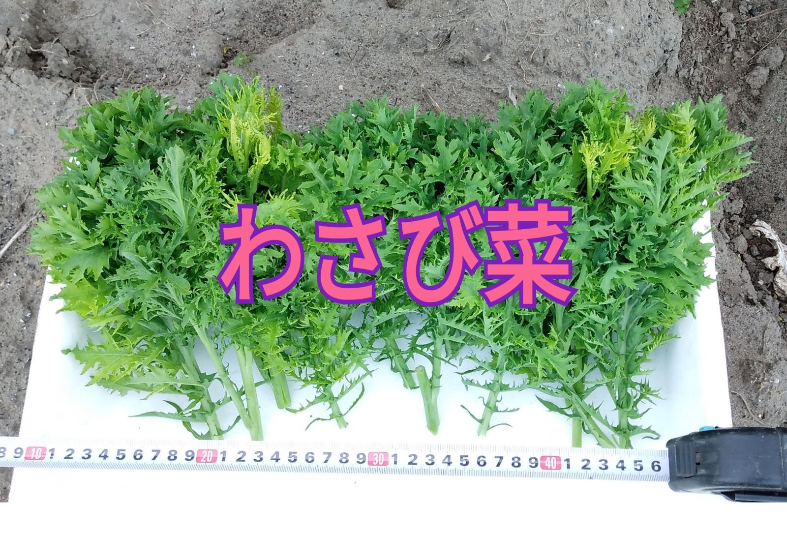 わさび菜 新鮮お届け - メルカリ