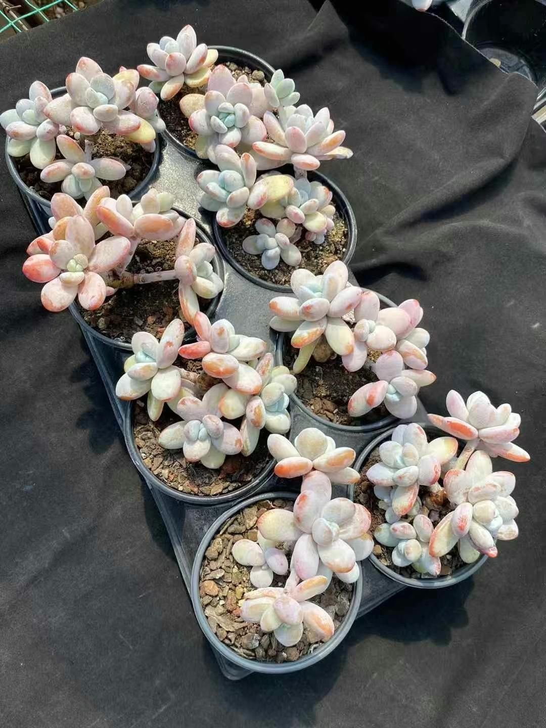 多肉植物パキフィツム　シンデレラ　抜き苗 2181現物 多肉植物 シンデレラ 抜き苗 | るる農園~多肉植物専門