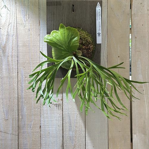 観葉植物
