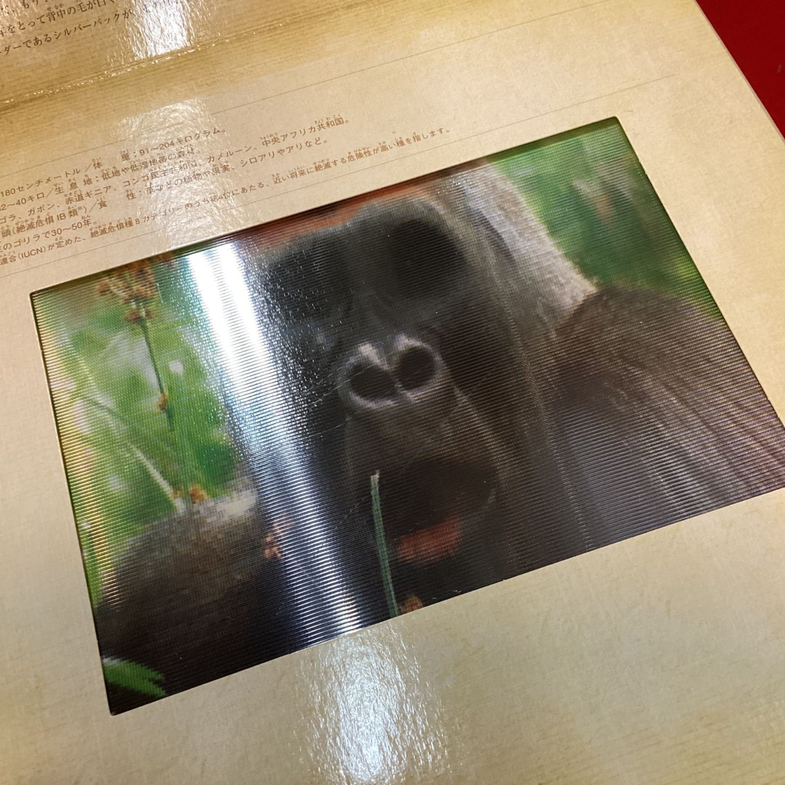 写真が動くしかけ絵本4冊セット ポーラー ダイナソー ジャングル