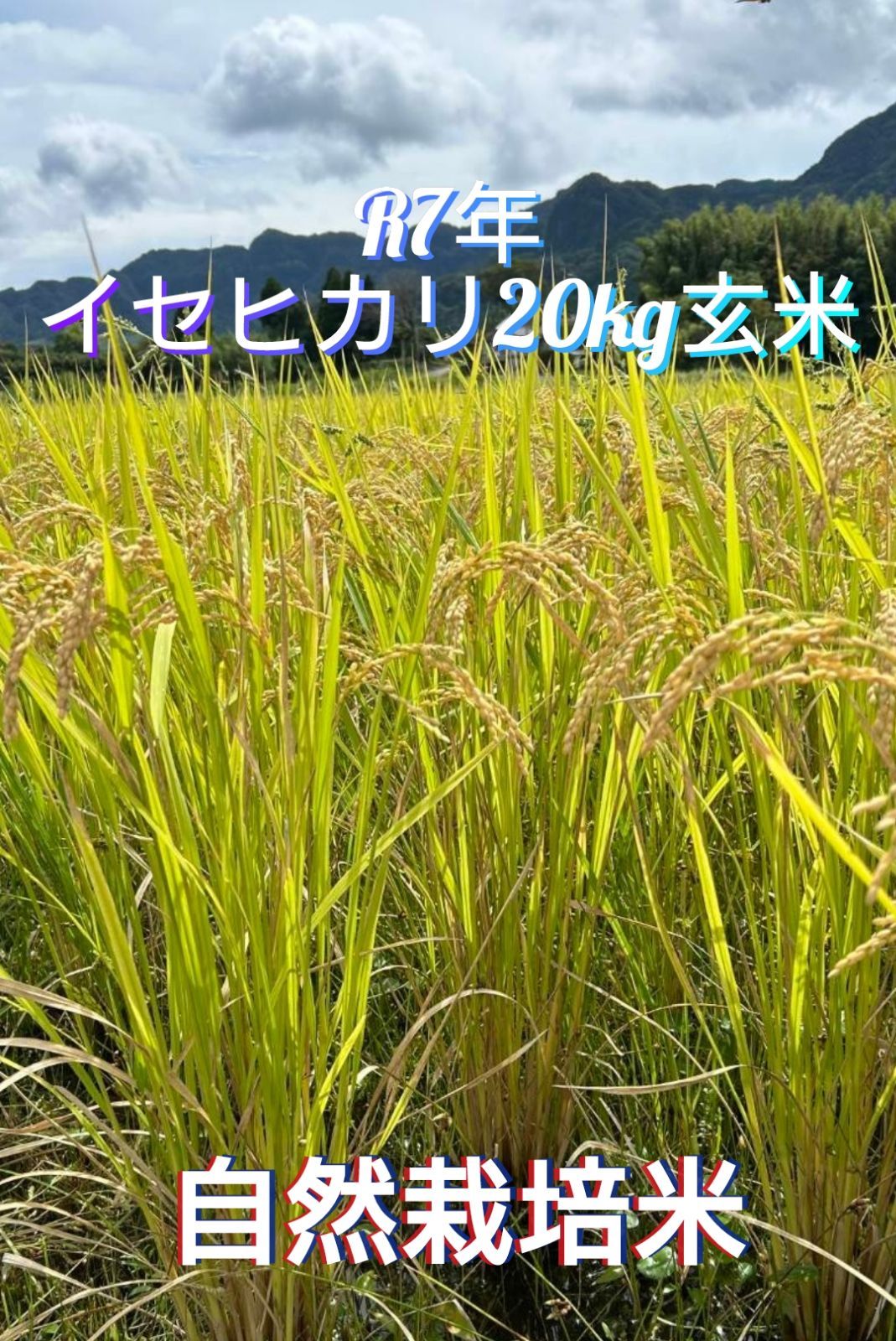 自然栽培 くず米 20キロ 自然栽培／完全無農薬】鳥のエサ・増量 大人に