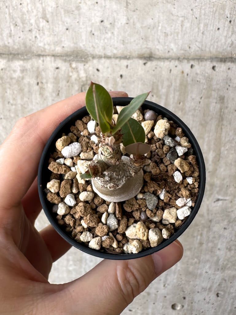 現品限り】アデニウム・アラビカム【Z16】 Adenium arabicum【植物