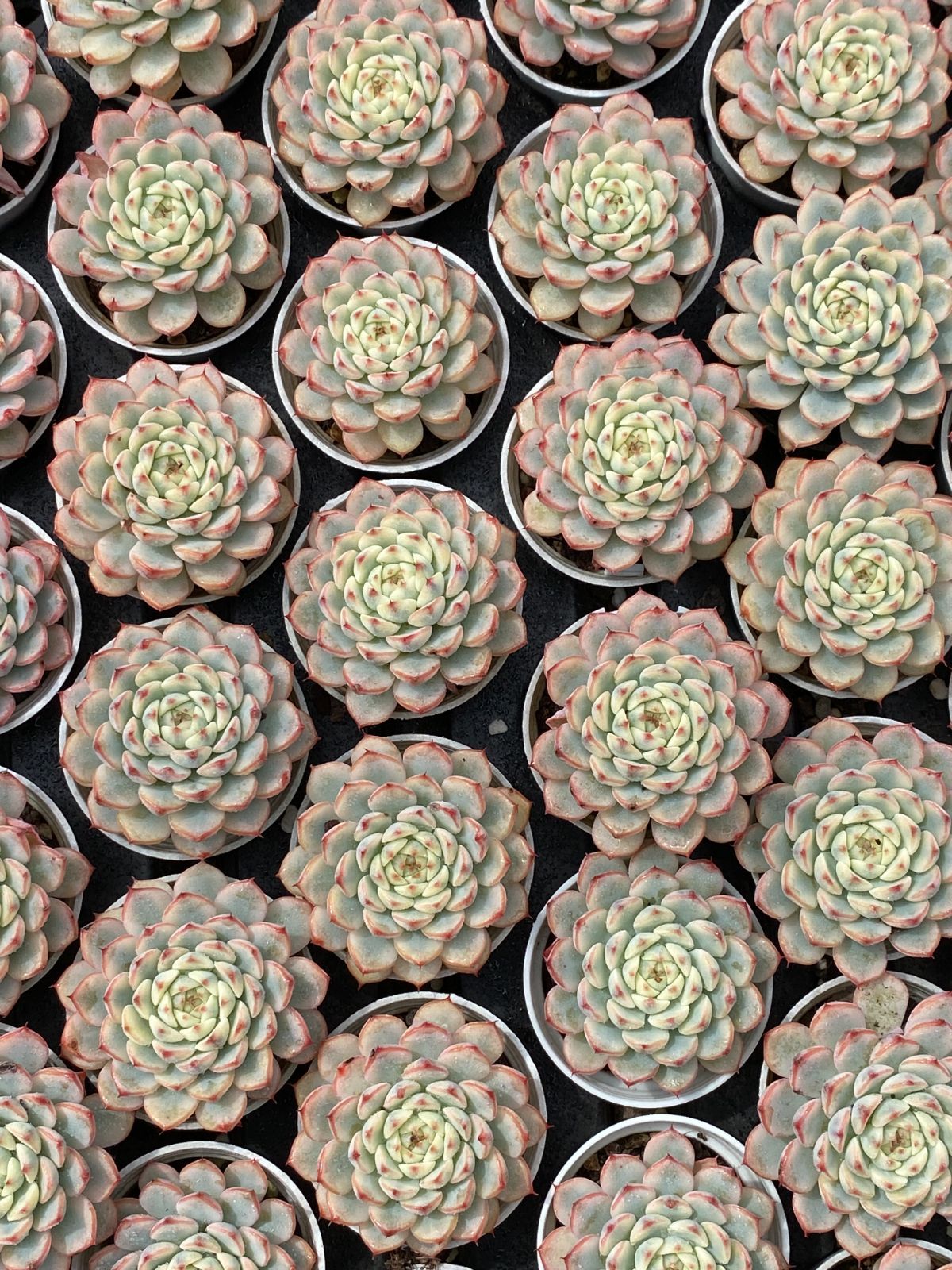 54鉢の土鉢付きセット ブルーミニマ 多肉植物 佐川急便発送 エケベリア 韓国苗 ZM1780