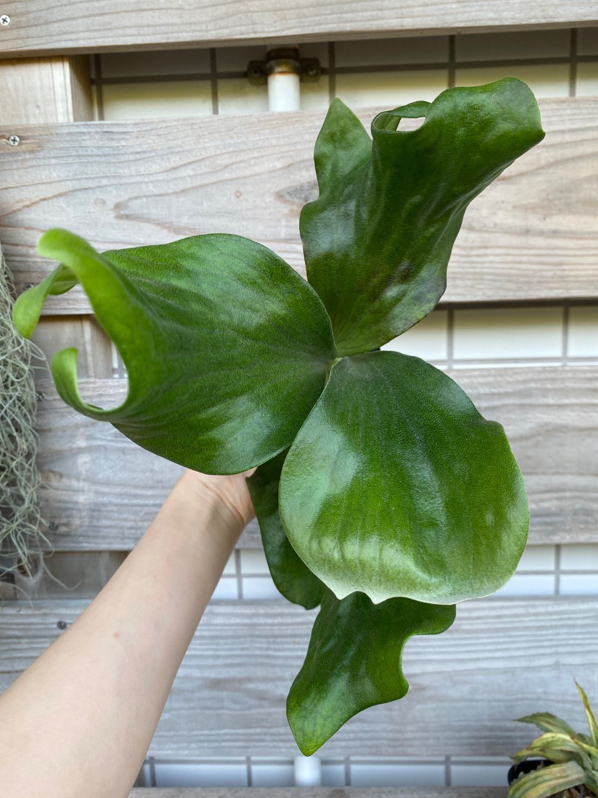 ビカクシダ hillii sattahip Sporeling ビカクシダ hillii sattahip Sporeling ビカクシダ ヒリー