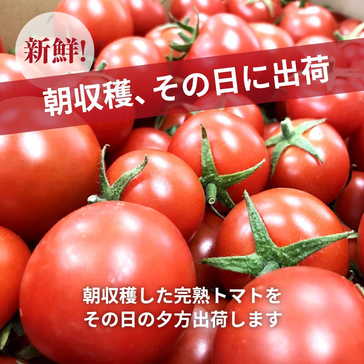 滋賀県 10月～7月の販売