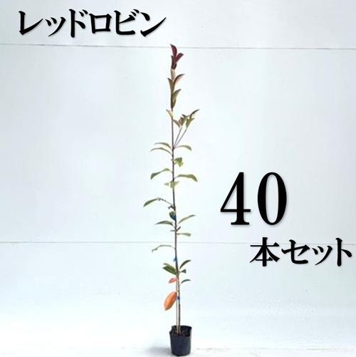 40本セット レッドロビン樹高0.4m前後10.5cmポット