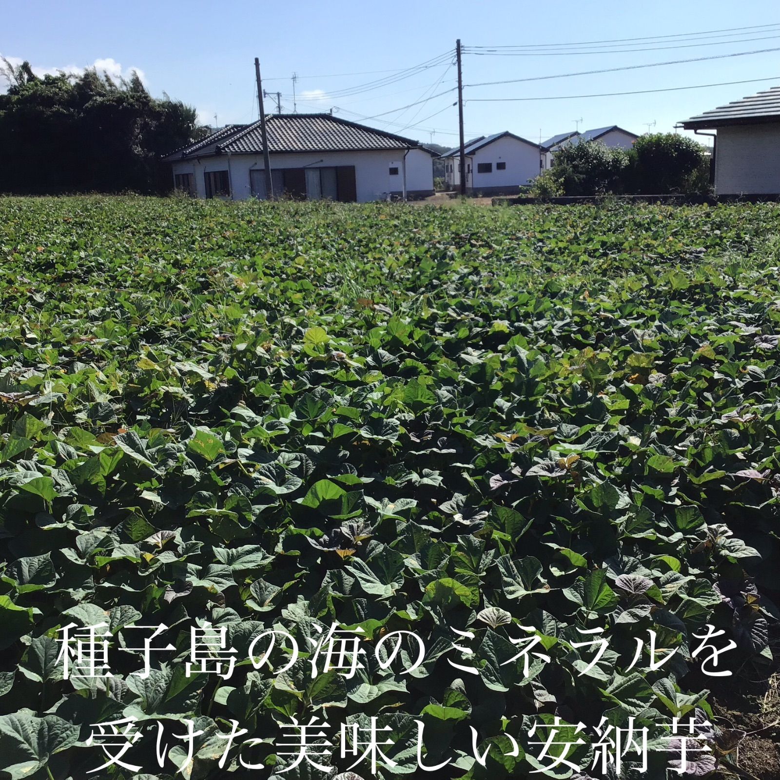 安納芋種子島産