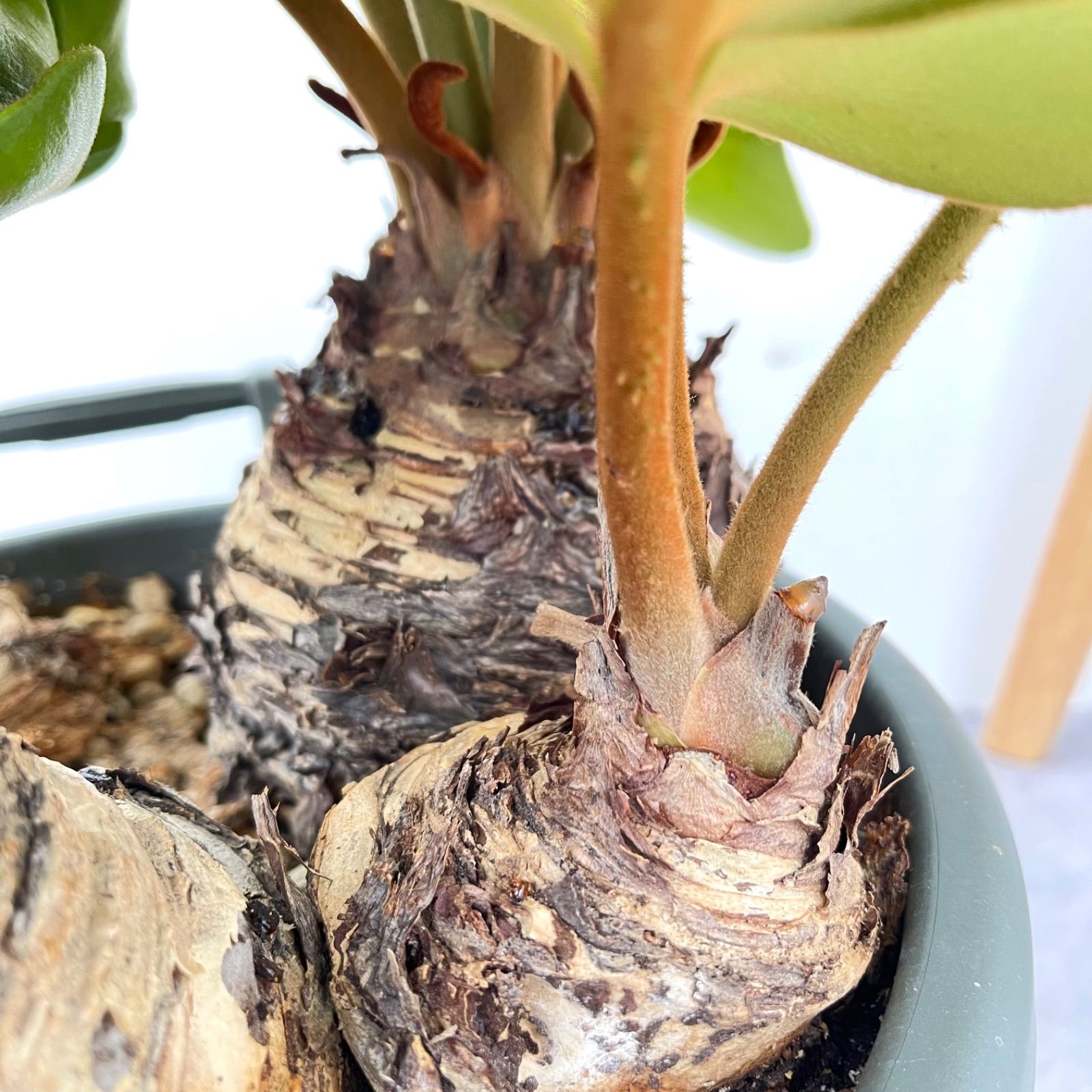 ［現品］E ザミア　メキシコソテツ　観葉植物　大型　10号　かっこいい 現品］E ザミア メキシコソテツ 観葉植物 大型 10号 かっこいい