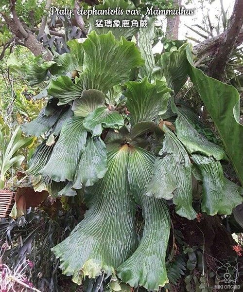 エレファントティス マンモス Platycerium elephantotisビカクシダ