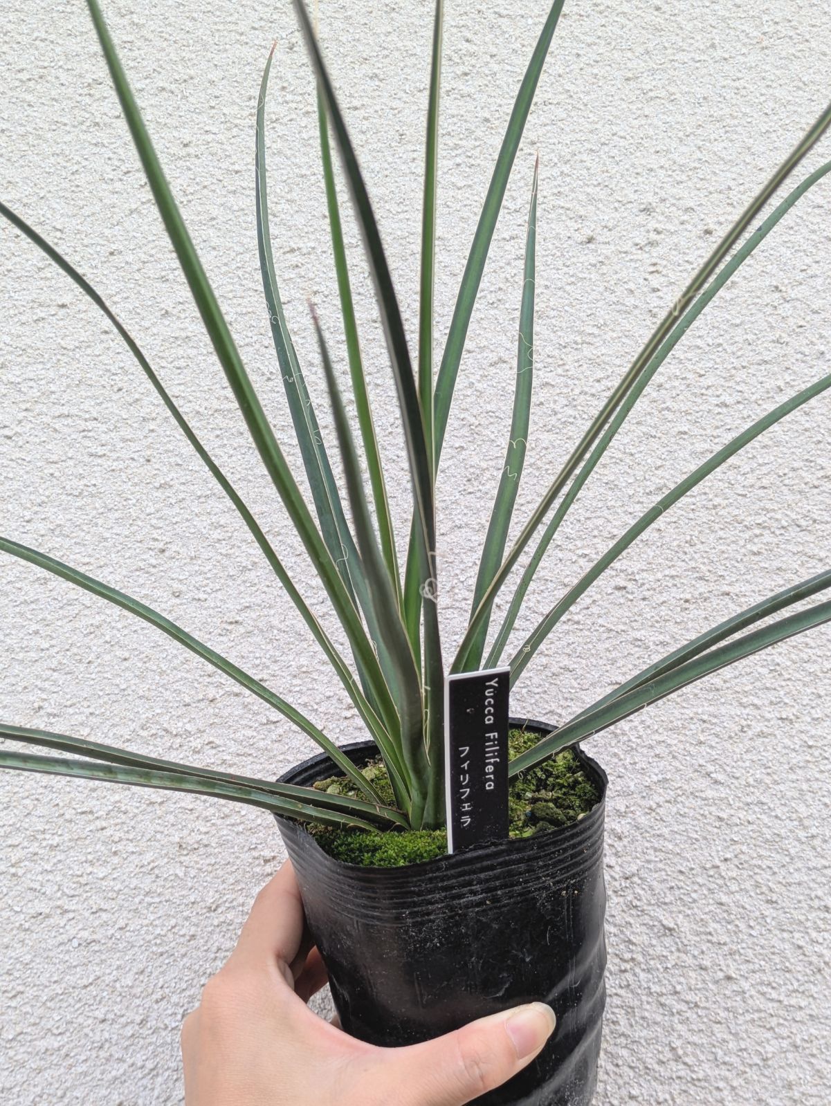 お買得】ユッカ フィリフェラ ヒゲ 3.5号 ロックガーデン ドライ